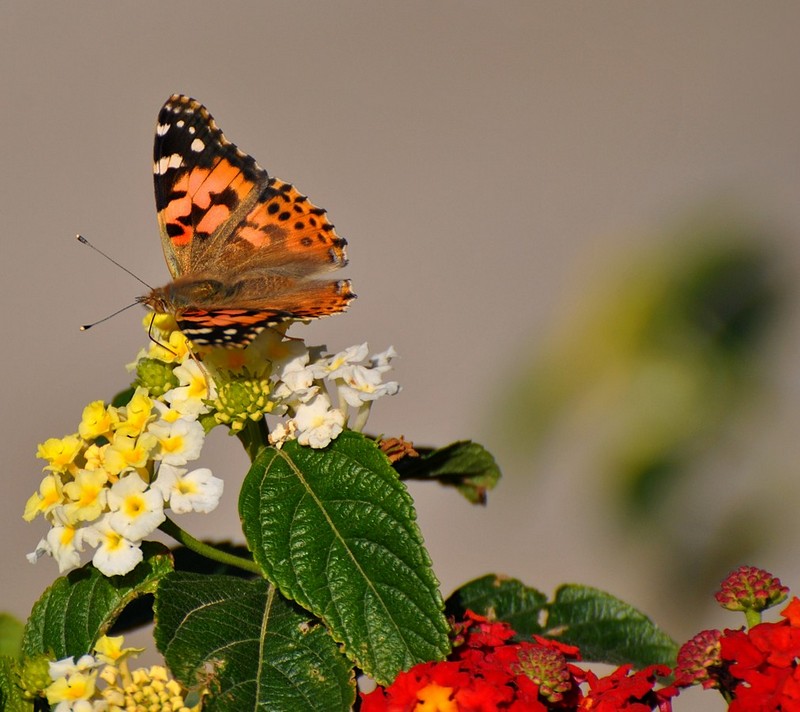 פרפר נחמד שלי