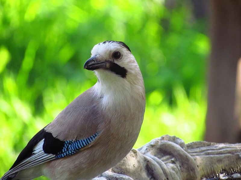 הראשון לשנת תשע"ד...