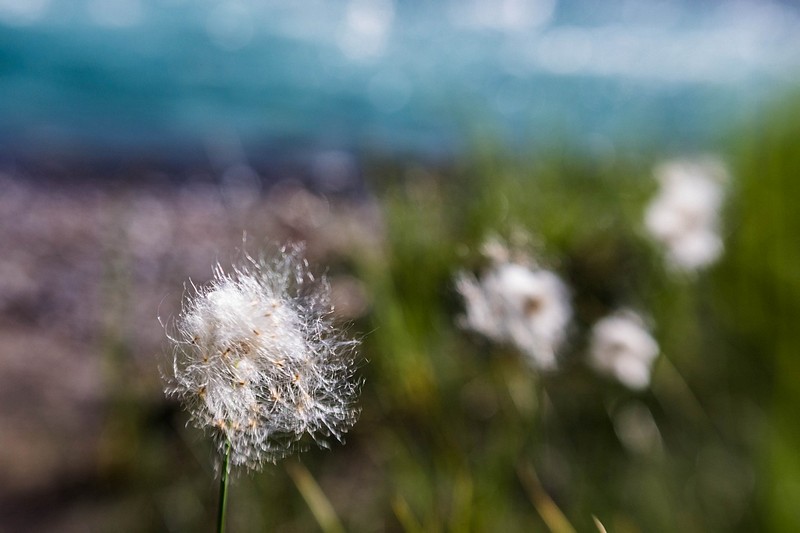 חולף עם הרוח