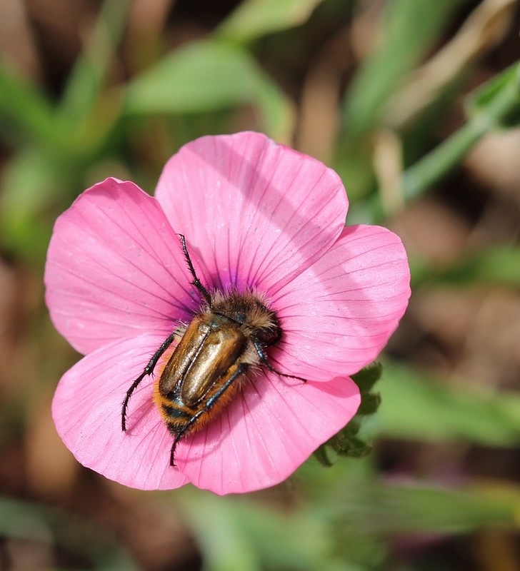 מטמינה ראשה בפישתה