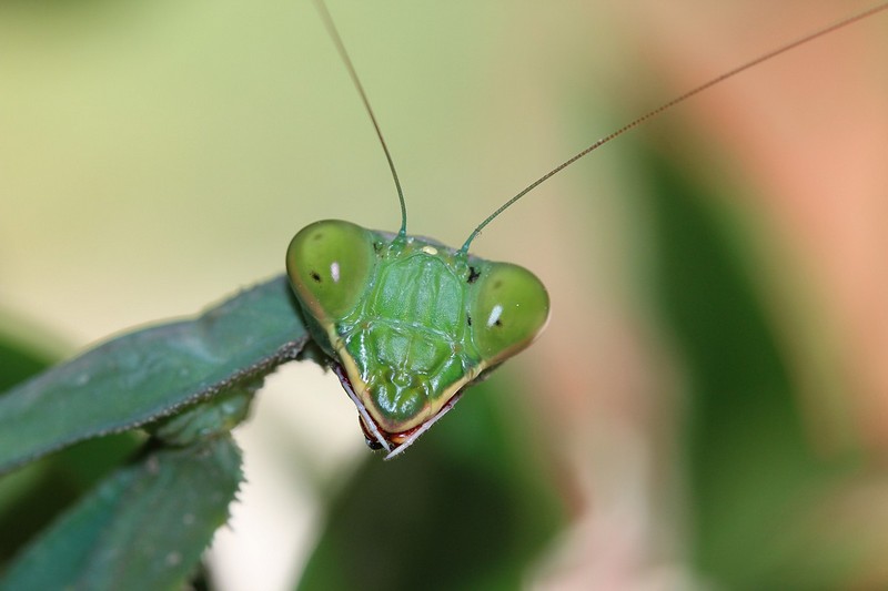 משולש שווה צלעות