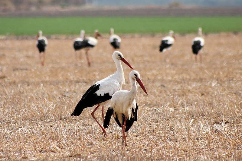 צילום: טל שחר