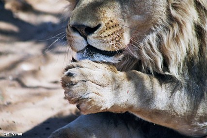 ניקוי פנים מלכותי ...