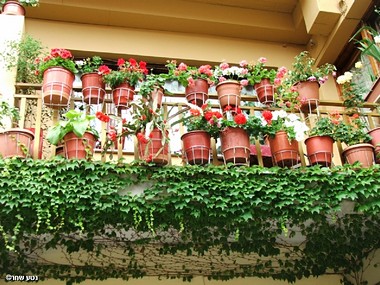 רק תשקו לי את העציצים 