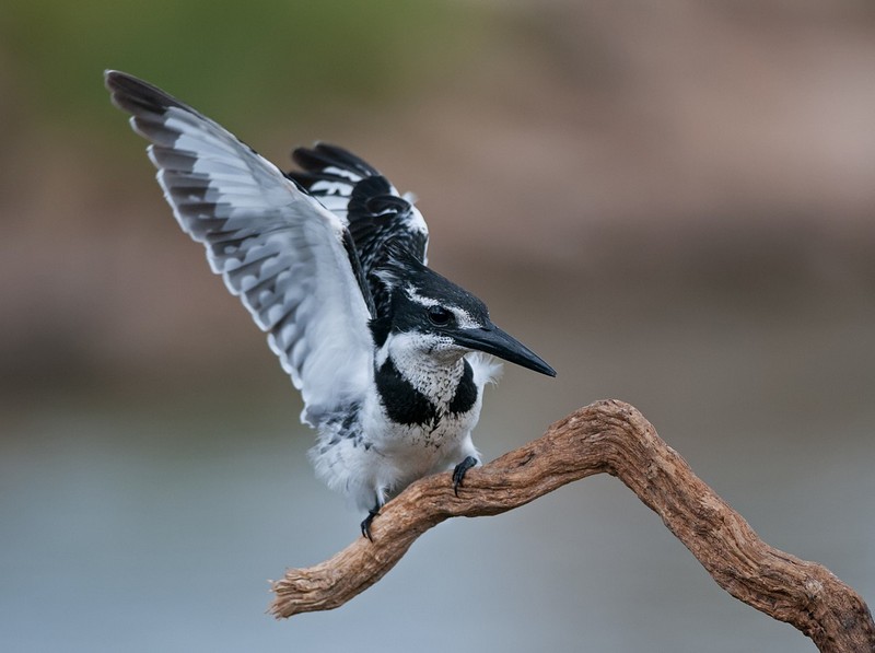פריסה לשלום