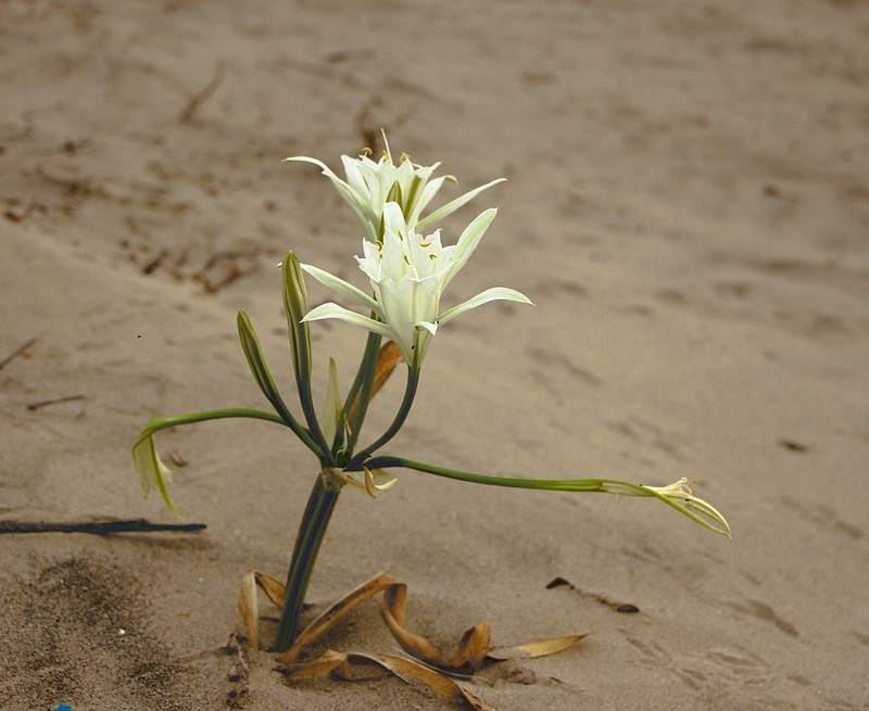 מכאן עד כאן זה שלי