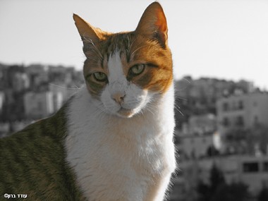 Wild Eyes