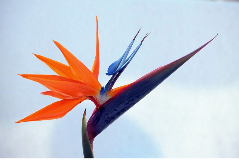 ציפור גן עדן