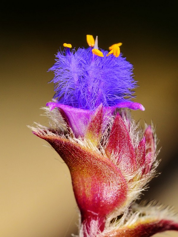 החרוזים של הטבע