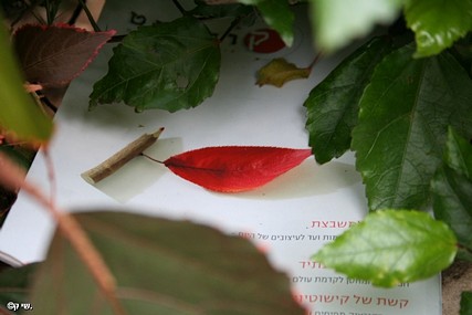 צילום: שי קלמן