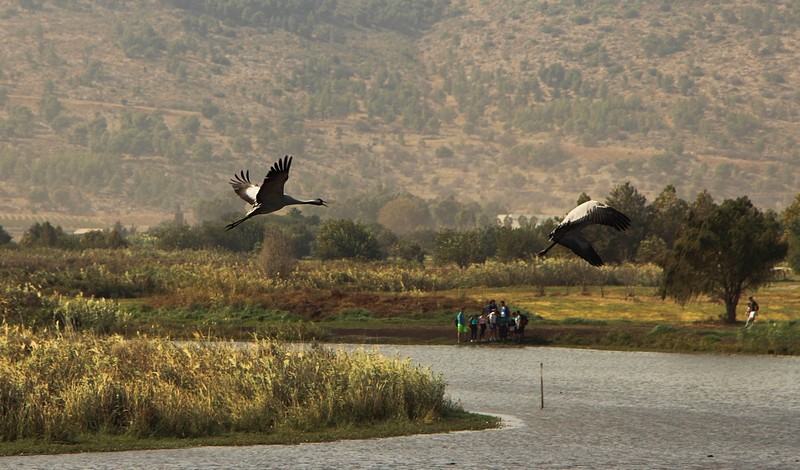 עגור..חכה לי אל תברח