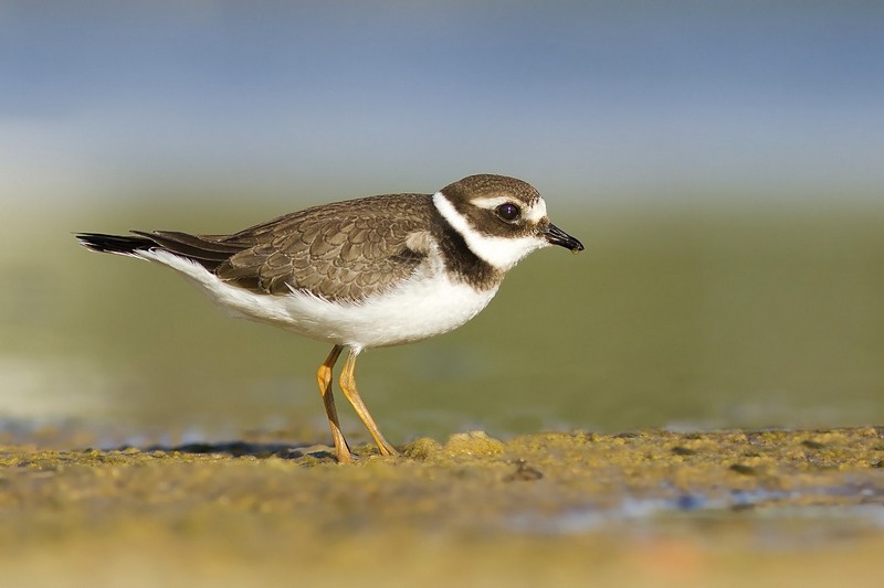 חופמי צווארון