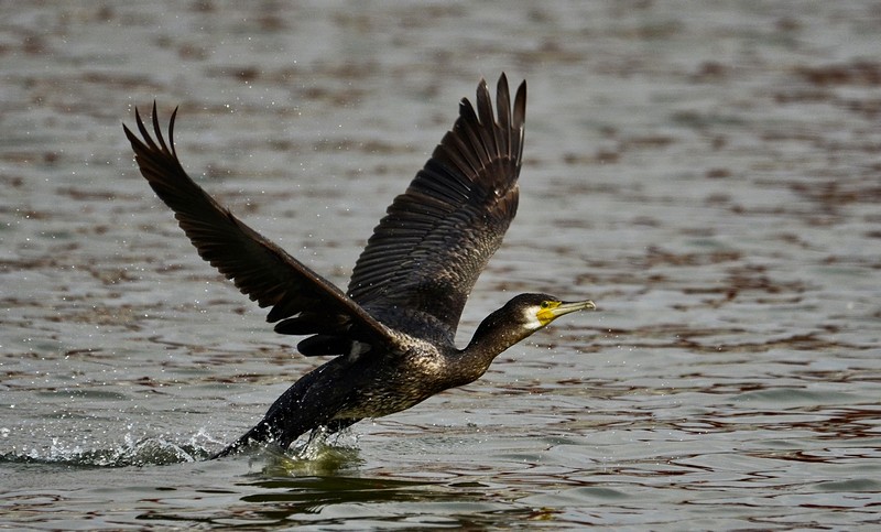 רן קורמורן , רן ...