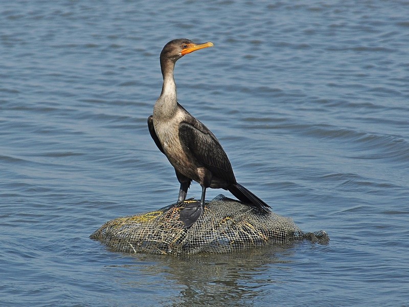 קורמורן | ציפורי מים  קורצורן