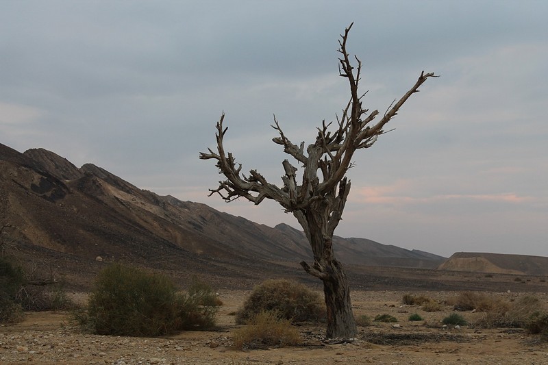 צילום: אלכסנדר שפירו