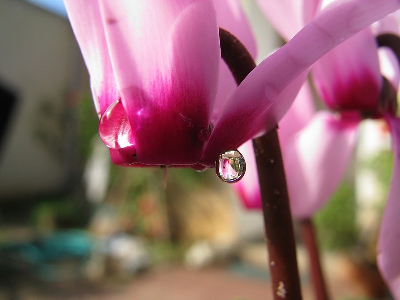 צילום: חוה שיק