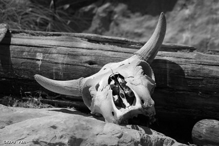 צילום: מאיר פינטו