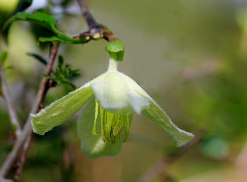 לא לזלזל בזלזלת