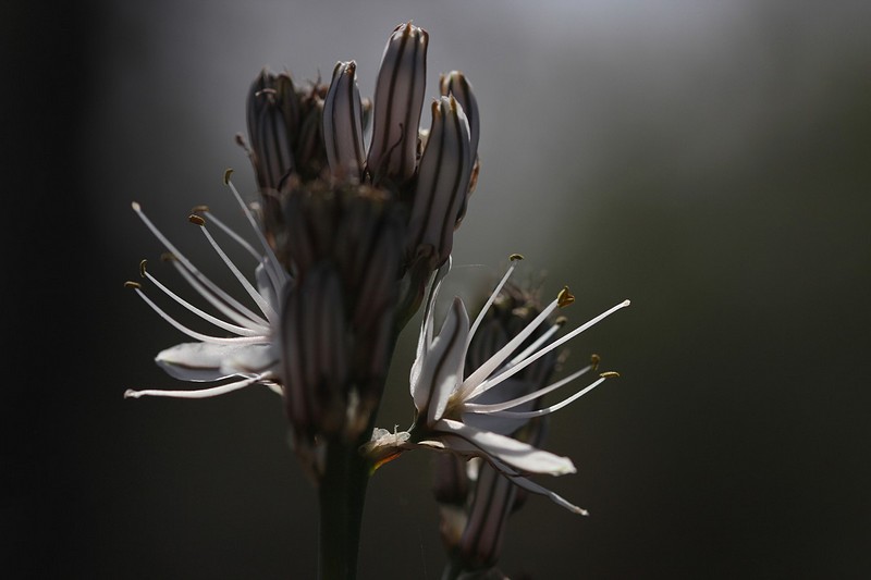 פרוג'קטורים