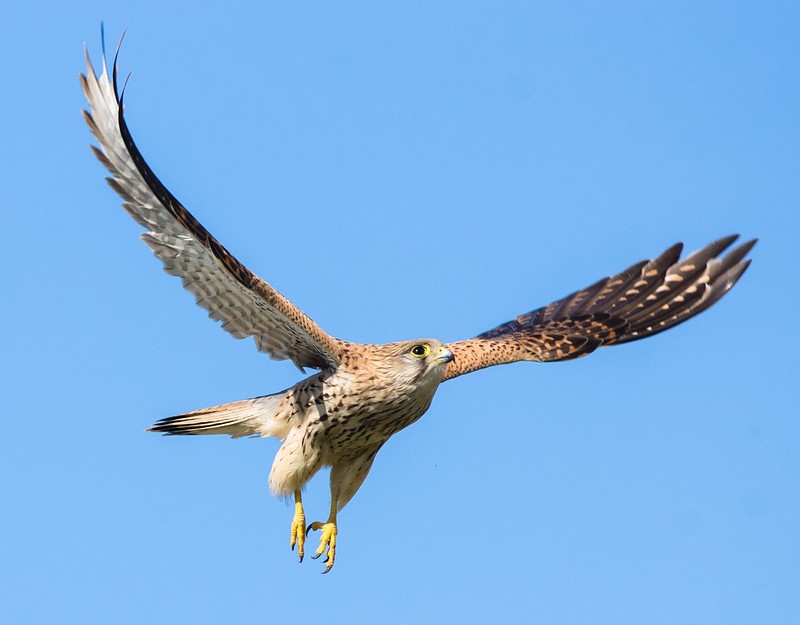 צילום: יובל כהן