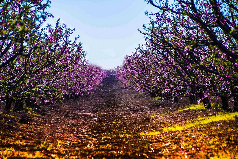 פריחה חורפית