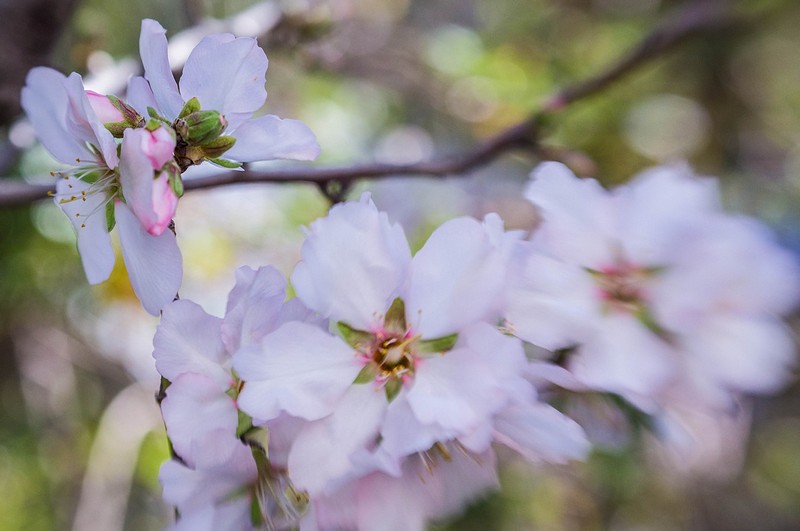 השקדיה פורחת...