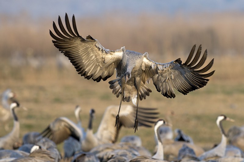 עגור בנחיתה
