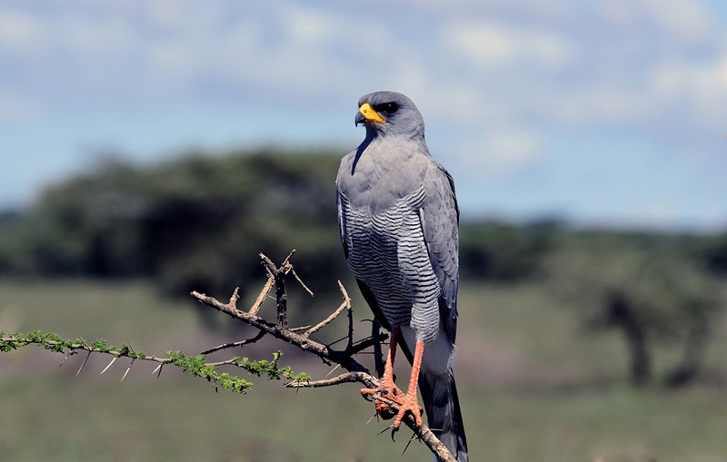 איזה עולם נפלא