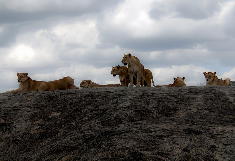 נולדו לחופש