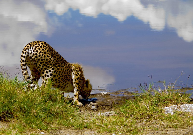 שמים במים וגם חתול יפה