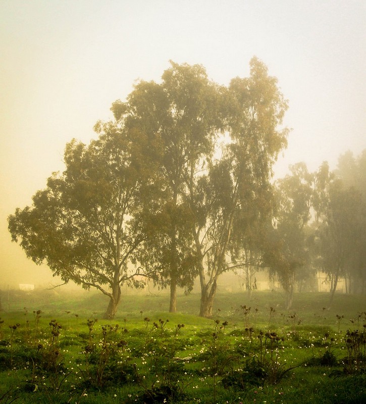 ערפילים במגידו
