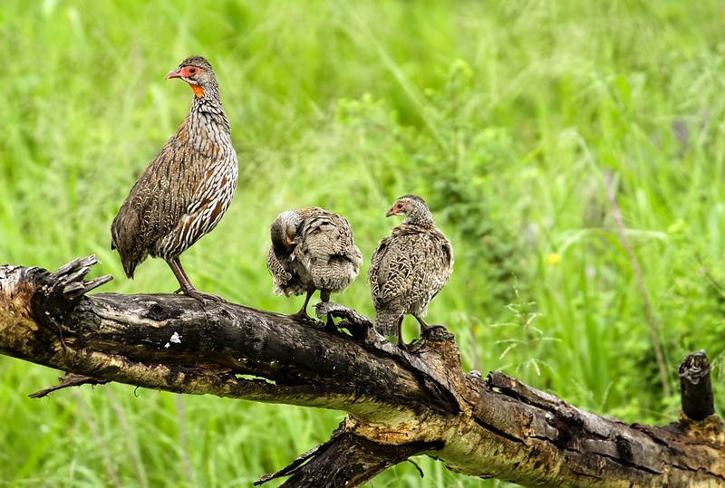 תרנגולת בר עם גוזלים