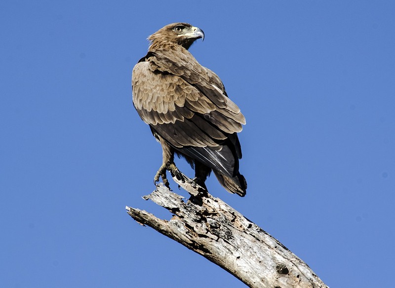 ציפורים. טבע