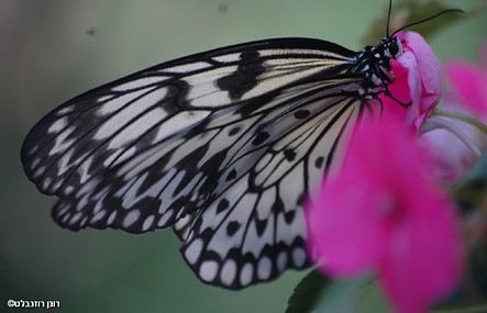 פרפר בעבודה