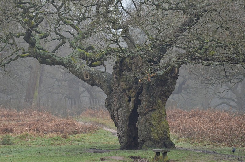 השער לארץ הטרולים.