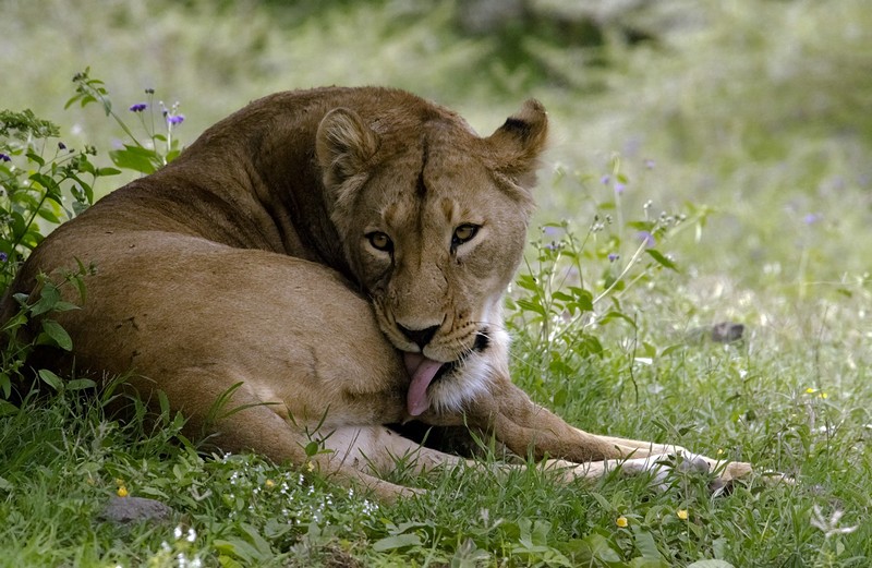 לביאה בטנזניה
