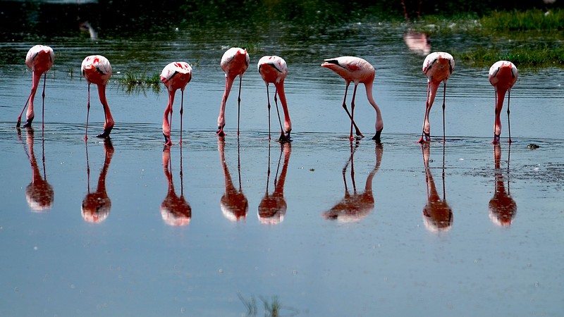 פלמינגו באגם נגורוגורו