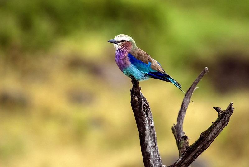 העולם כולו שלו