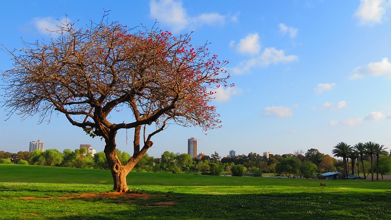 צילום: אהרון חן