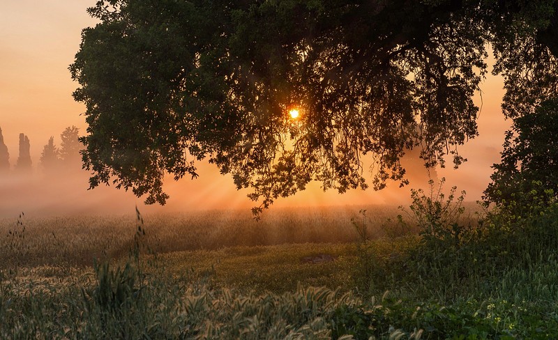 קרני הזריחה