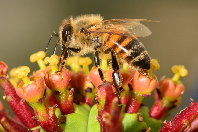 דבורת דבש