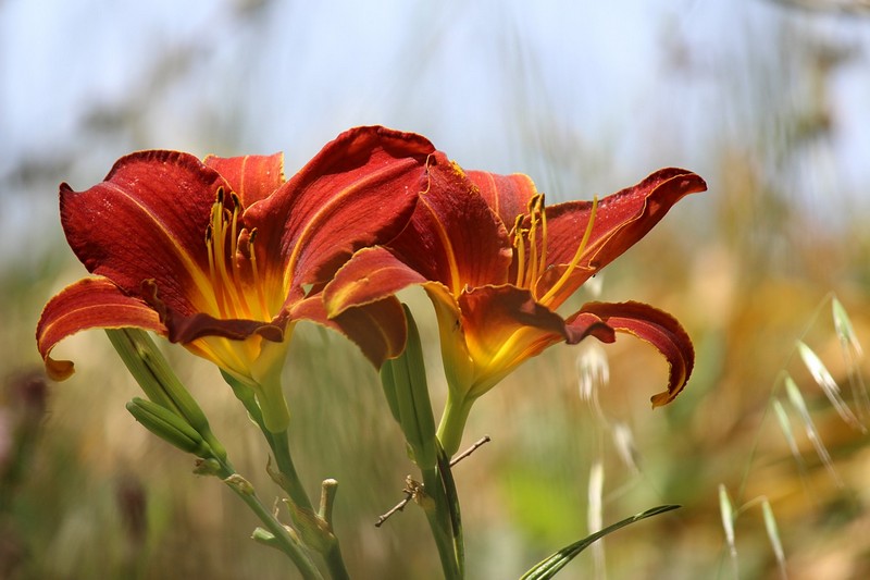פרחים בהרמוניה