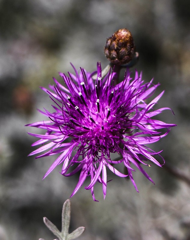 התפרצות בסגול