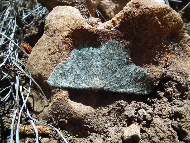 גילו אותי...