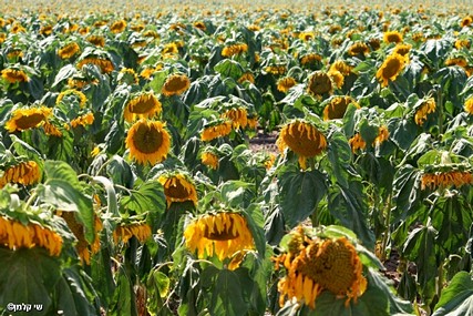 צילום: שי קלמן