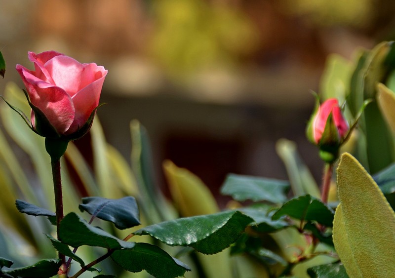 צילום: יעל קובשילובסקי