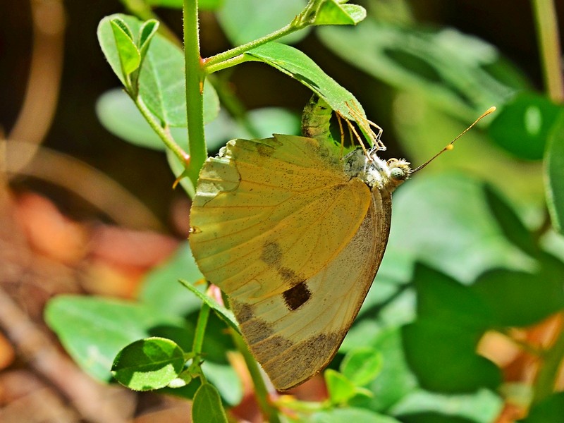 לבנין הצלף | פרפרים  צלף קוצני