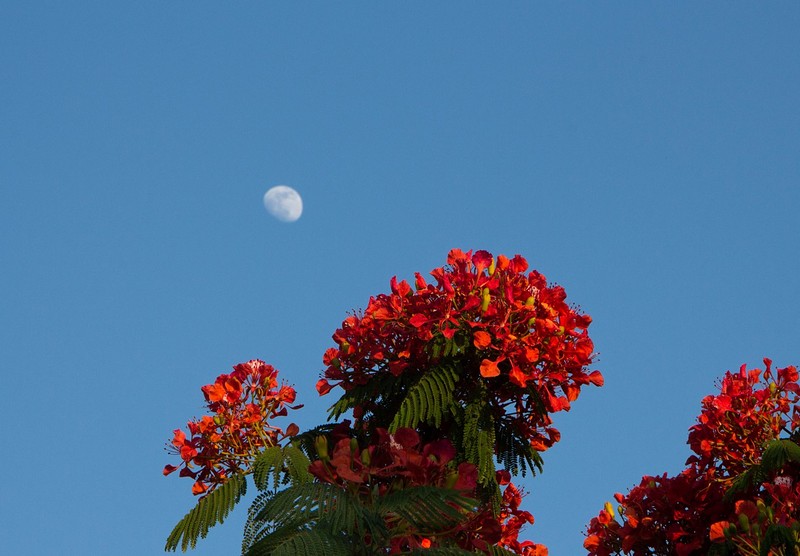 פריחה וירח גם