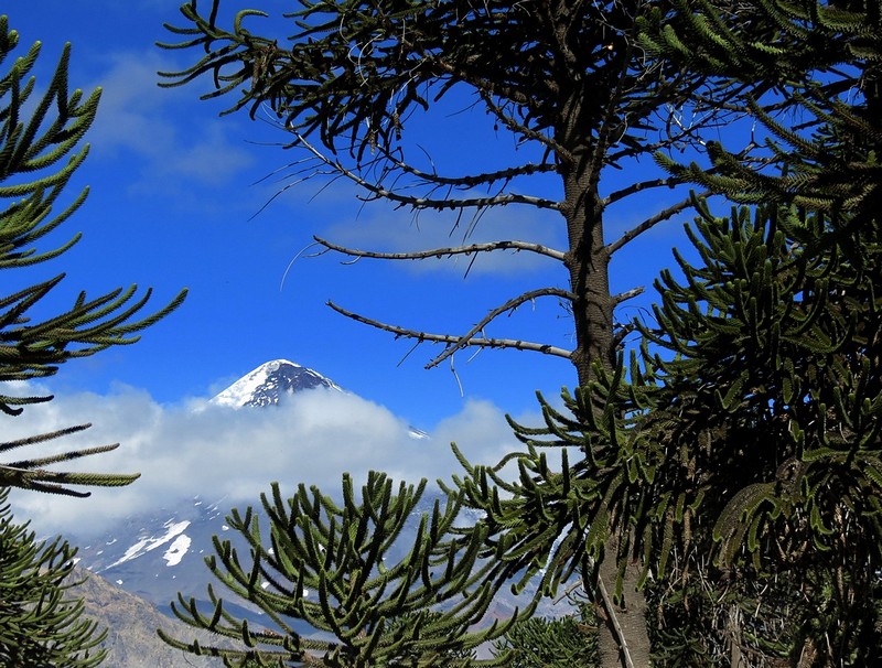 מבעד לאורקריות