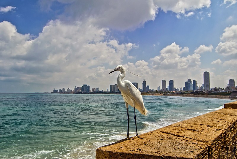 חושבת על ארוחת הבוקר..